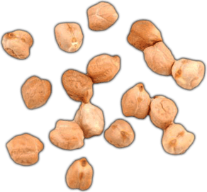 Garbanzo Beans PNG