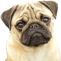Pug PNG