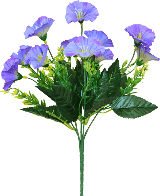 Morning Glory Flower PNG