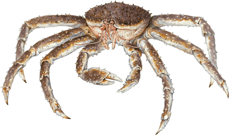 Crab Spiders PNG