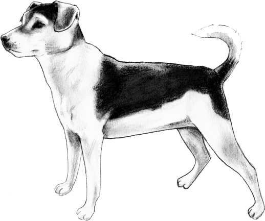 Farm Dog PNG
