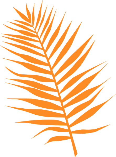 Palm Tree Leaf PNG