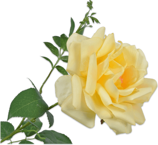 Pastel Yellow Flower PNG