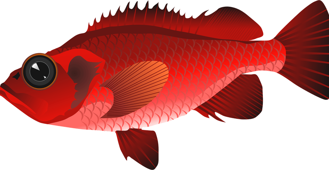 Red Fish PNG