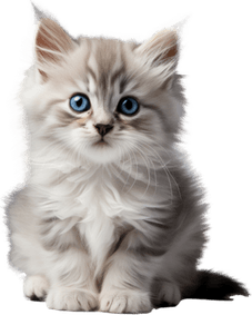Small Cat PNG