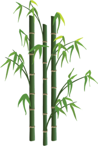 Bamboo PNG