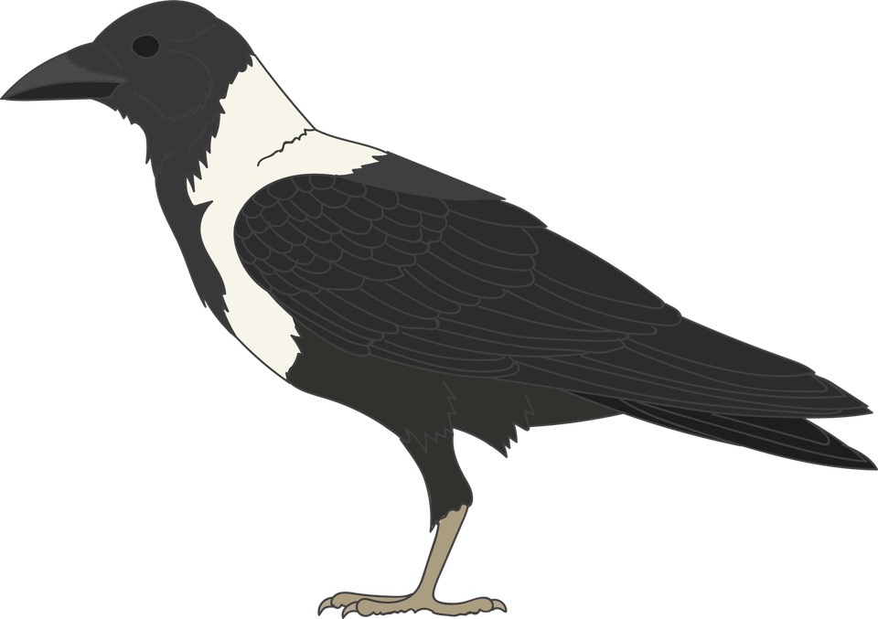 Crow Drawing PNG