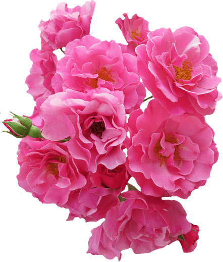 Hot Pink Flower PNG