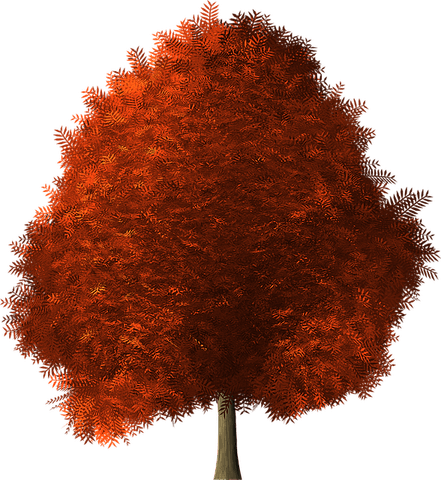 Japanese Maple Tree PNG