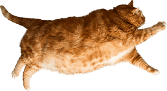 Obese Cat PNG