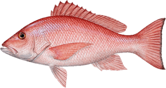 Red Drum Fish PNG