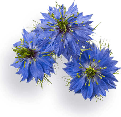 Nigella Flower PNG