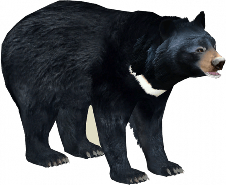 Asian Black Bear PNG
