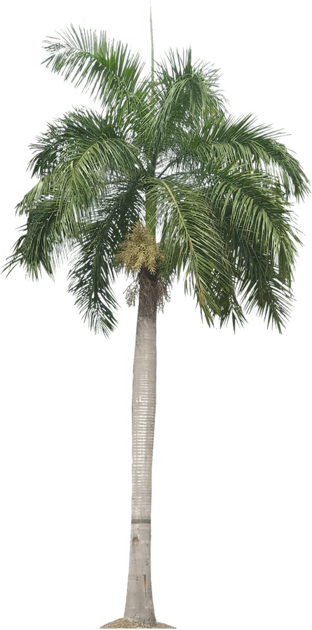 Royal Palm Tree PNG