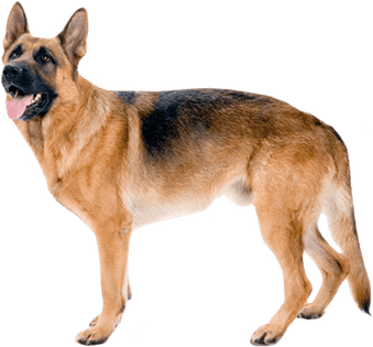 German Shepherd Dog PNG