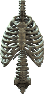 Rib Cage PNG