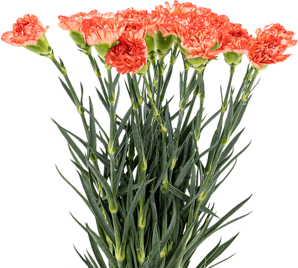 Carnation Flower PNG