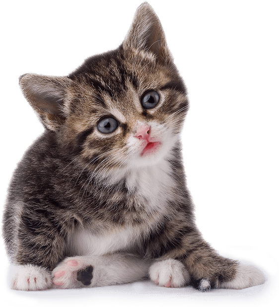 Small Cat PNG