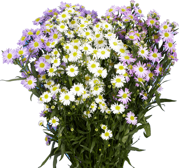 Aster Flower PNG