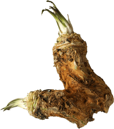 Horseradish PNG