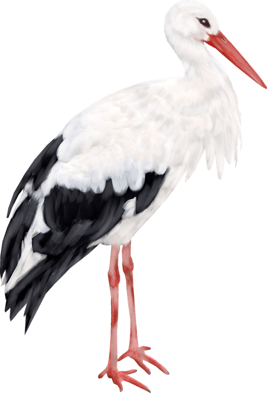 Stork PNG
