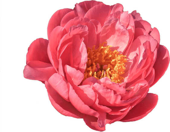Coral Flower PNG