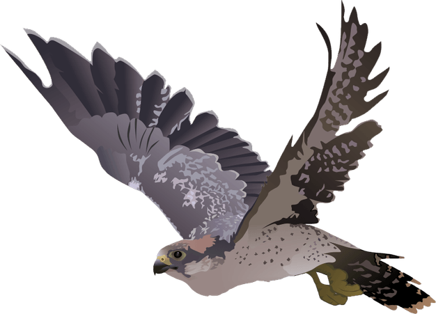 Falcon PNG