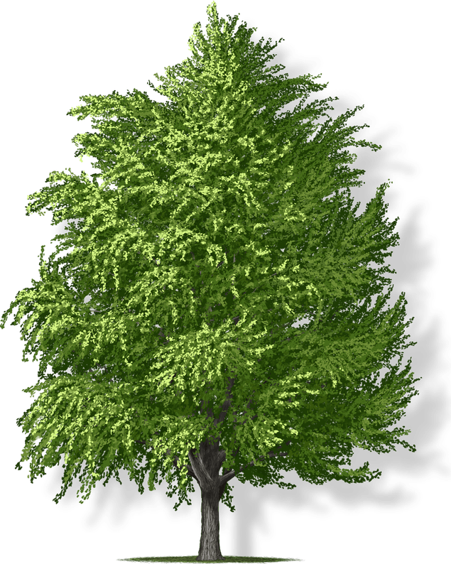 Ginkgo Tree PNG