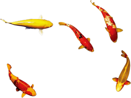 Koi Fish PNG