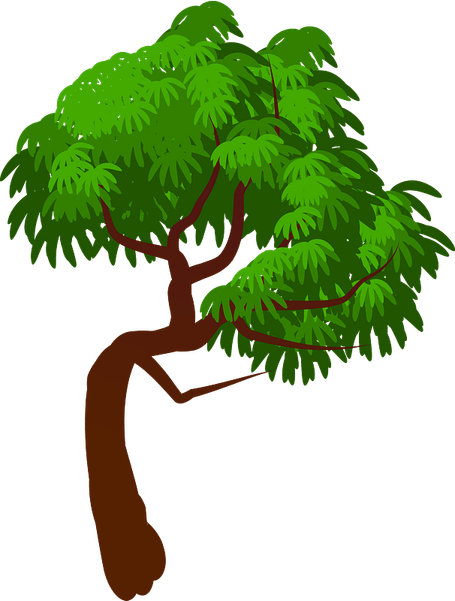 Rainforest Tree PNG