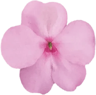 Light Pink Flower PNG
