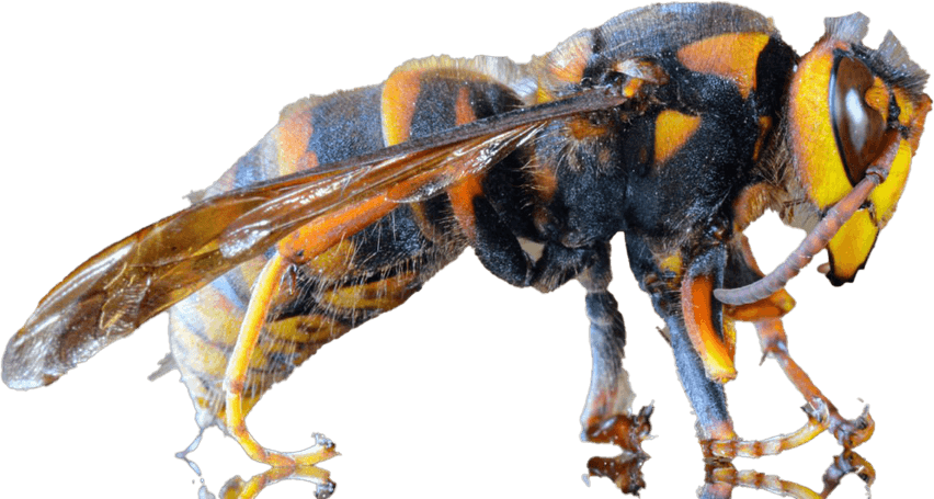 Murder Hornet PNG