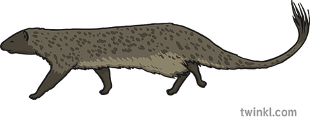 Mongooses PNG