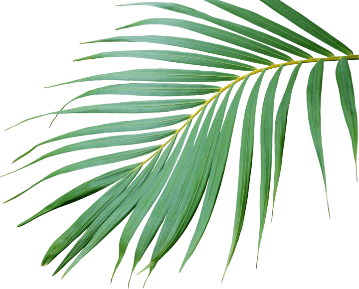 Palm Leaf PNG