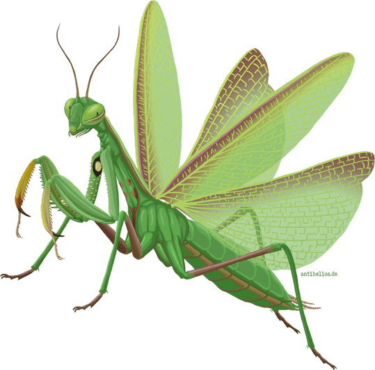 Mantis PNG