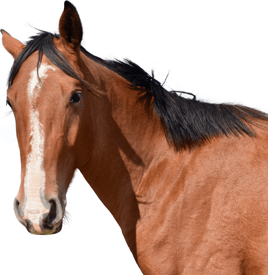Horse Head PNG