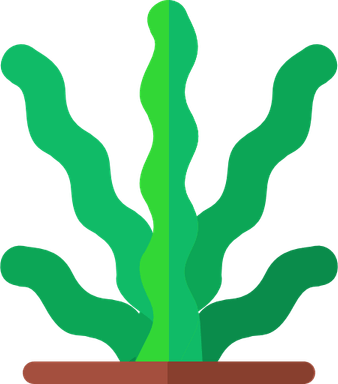 Algas PNG