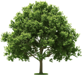 Walnut Tree PNG
