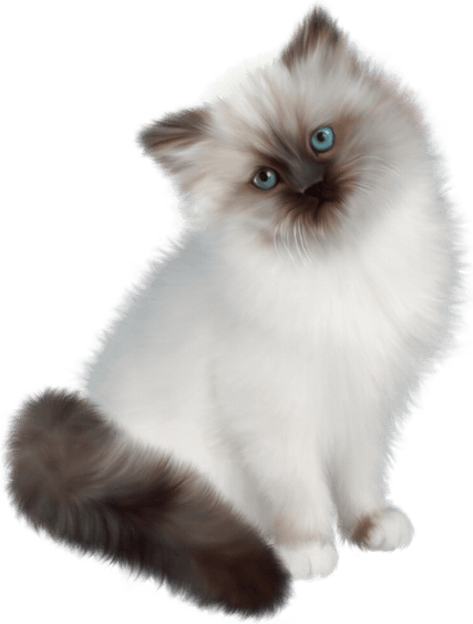 White Cat Blue Eyes PNG