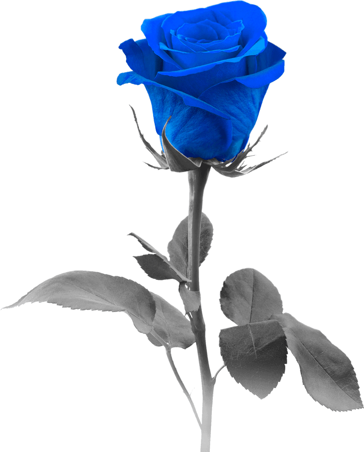 Blue Rose PNG