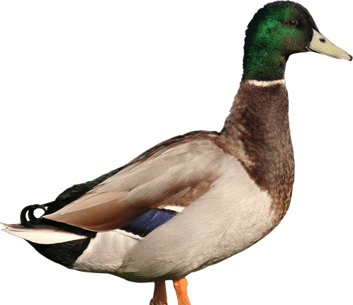 Mallard PNG