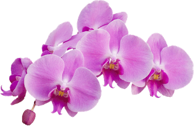 Orchid PNG