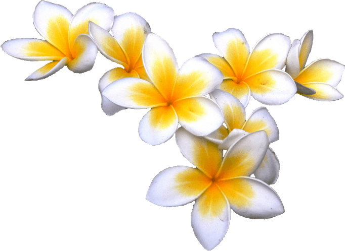 Tropical Flower PNG