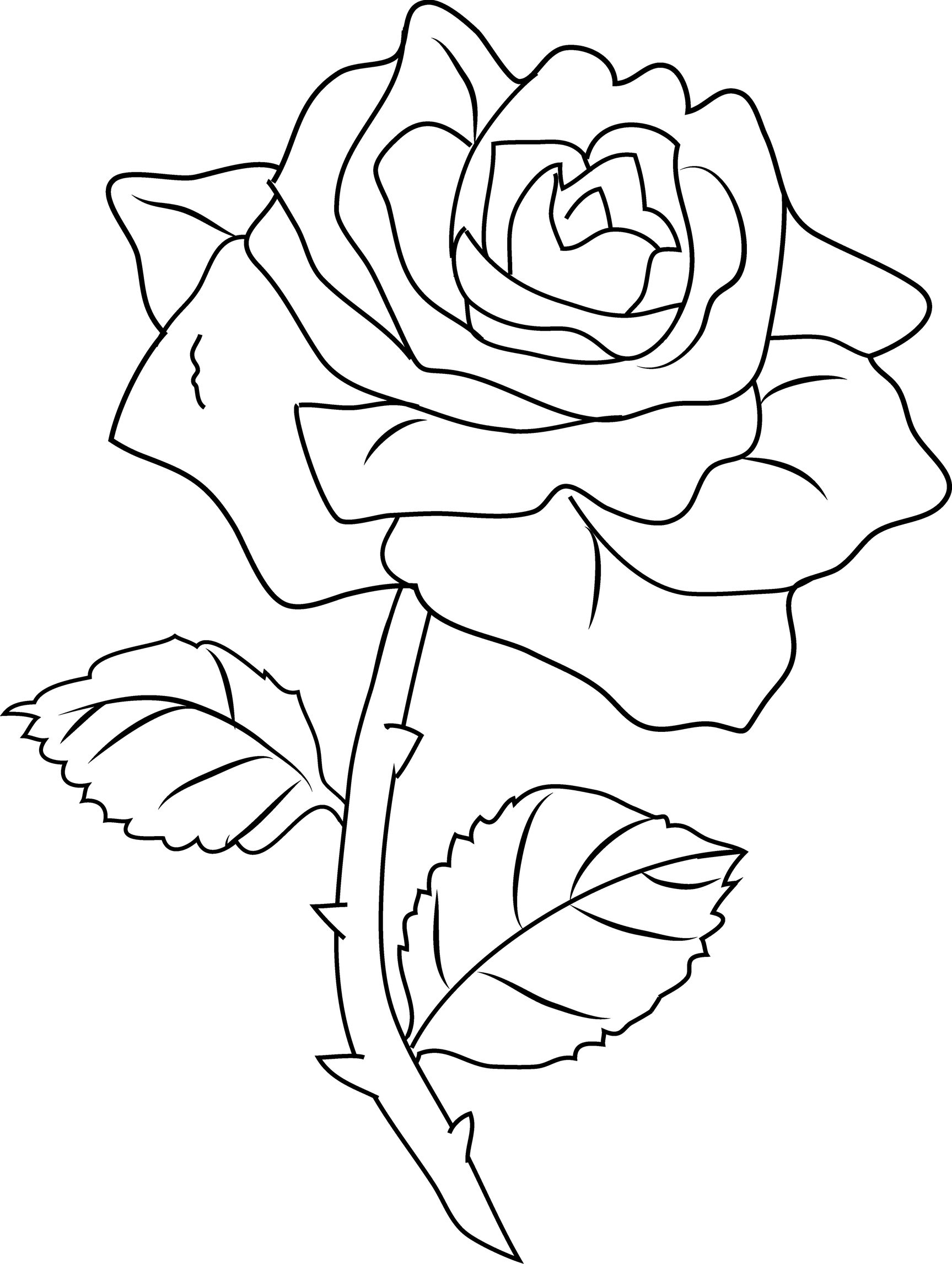 Drawing Of Roses PNG