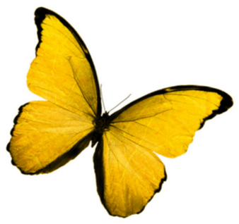 Yellow Butterfly PNG