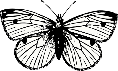 Cabbage Butterfly PNG