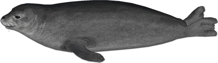 Seal PNG