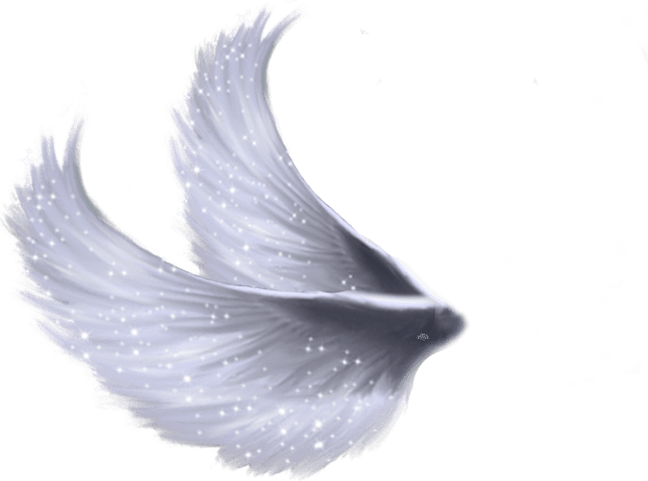 Fairy Wings PNG