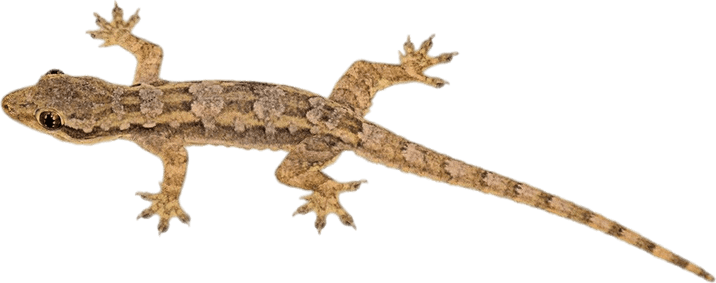 Worm Lizards PNG