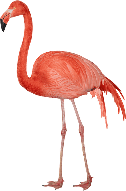 Flamingo PNG